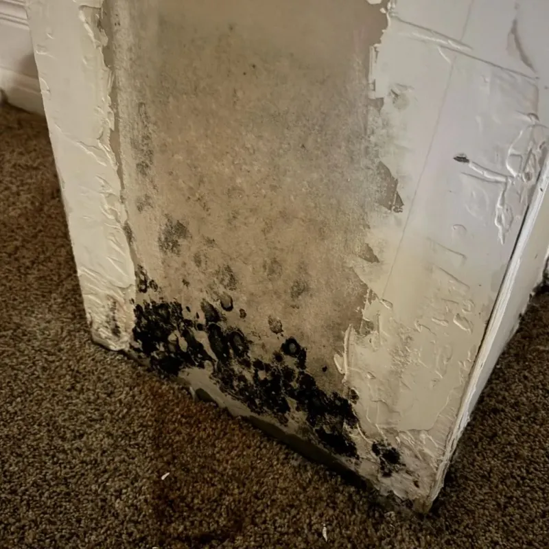 Professional Mold Removal in Rutledge, TN